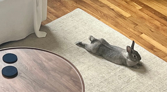 From Caged Life to Curated Living: How One Rescue Bunny Found Her Dream Home