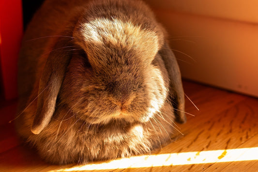 9 Ways to be Better to Your House Rabbit